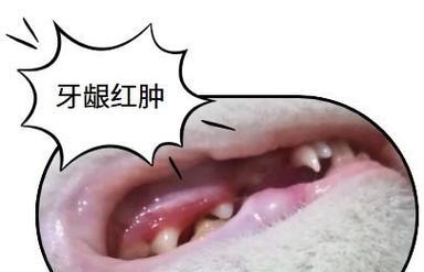 解决猫咪牙龈发炎出血的药物选择（综合分析口腔护理药物，找到最佳治疗方法）
