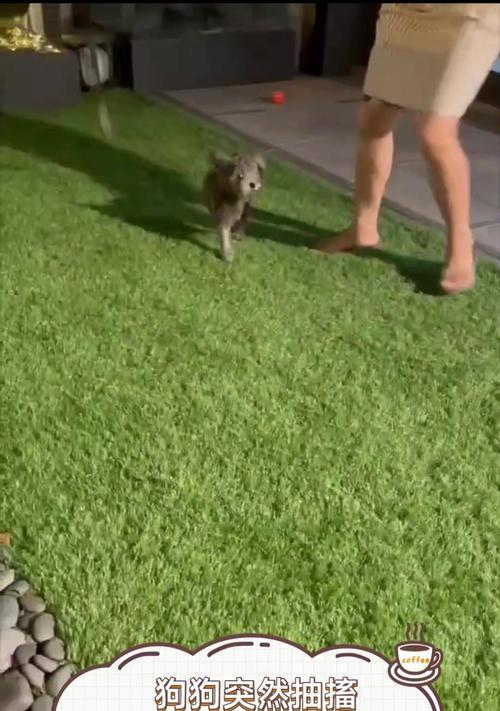 小狗患上狗瘟（揭开狗瘟带来的恶劣状态及防治方法）