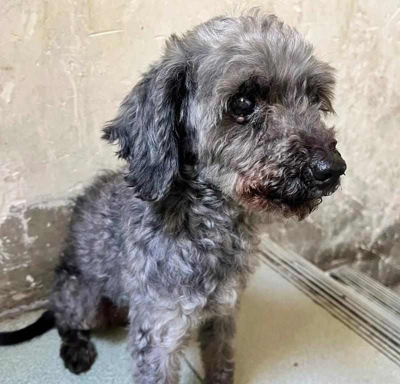 灰泰迪配对（探索灰泰迪配对的新颜色宇宙）