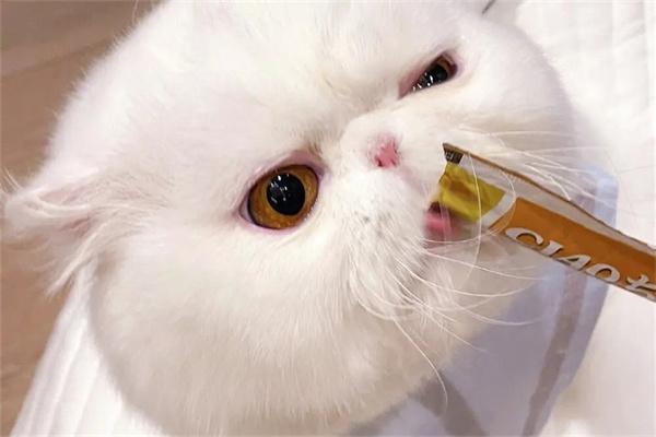 猫咪肠道不好怎么调理？