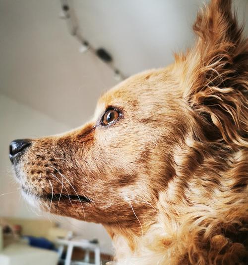 犬瘟药物治疗的有效方法（探索狗病毒感染的治疗手段，让你的爱宠重获健康）