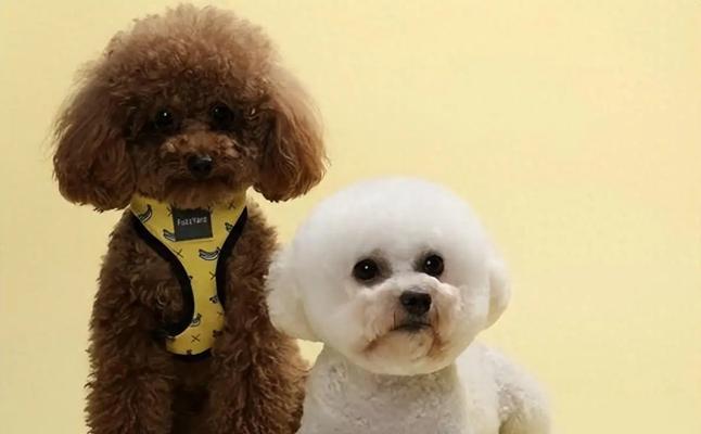 女孩养什么宠物狗？（为女孩选择最适合的宠物狗品种）