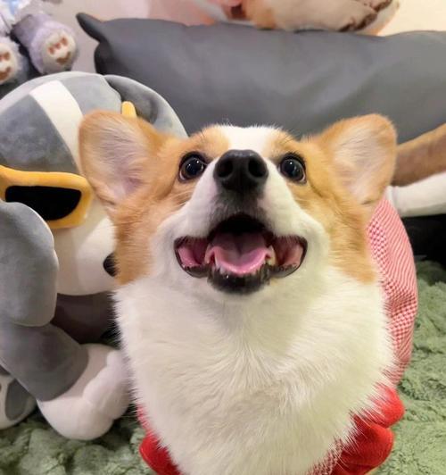 如何选择适合的宠物犬种（以易养且经济实惠为主要考量）