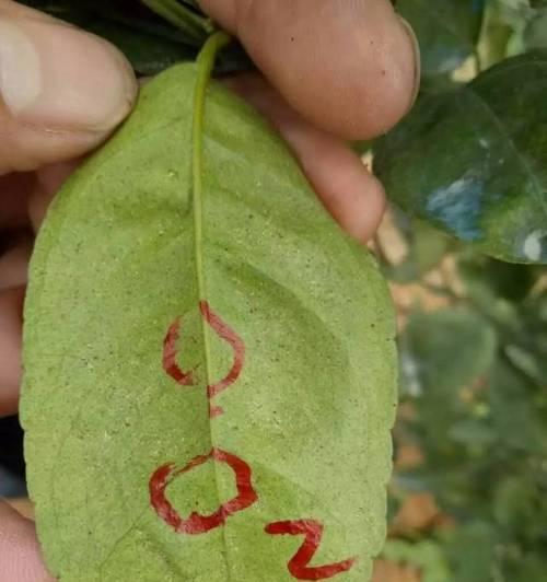 蜘蛛蜕皮后的死亡原因解析（探究蜘蛛蜕皮后引发的致命因素与生命周期关系）