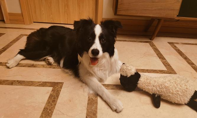 不喂狗粮，狗狗的健康之道（探索替代狗粮的喂养方式，让你的爱犬更健康）