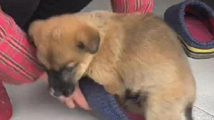 为什么狗狗喜欢啃咬自己？（探索狗狗啃咬行为的原因及解决方法）