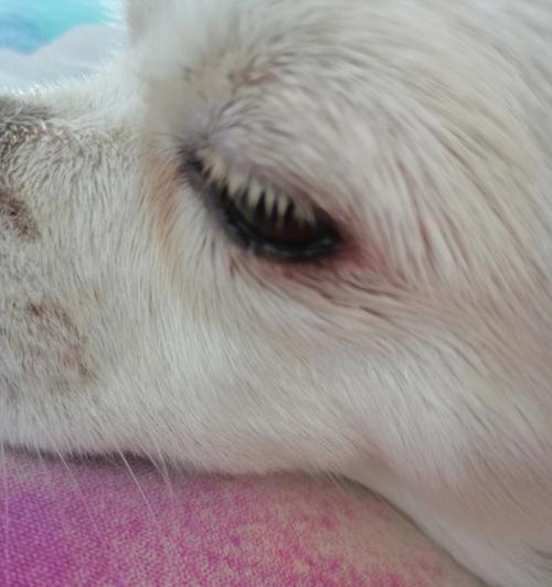 狗狗得了结膜炎，你需要了解的一切（狗狗结膜炎的症状、治疗和预防方法）