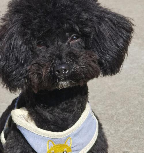 毛发如绒，可爱泰迪的养护秘籍（照顾你的泰迪，让它的毛发更长更美丽）