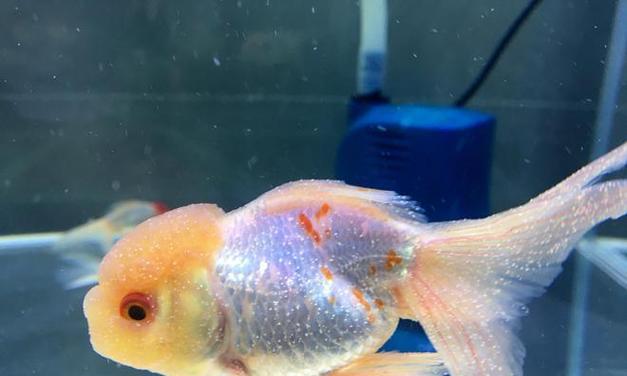 金鱼疾病全解析——保持鱼儿健康快乐的关键（深入了解金鱼的常见疾病及预防措施，让它们远离病痛）