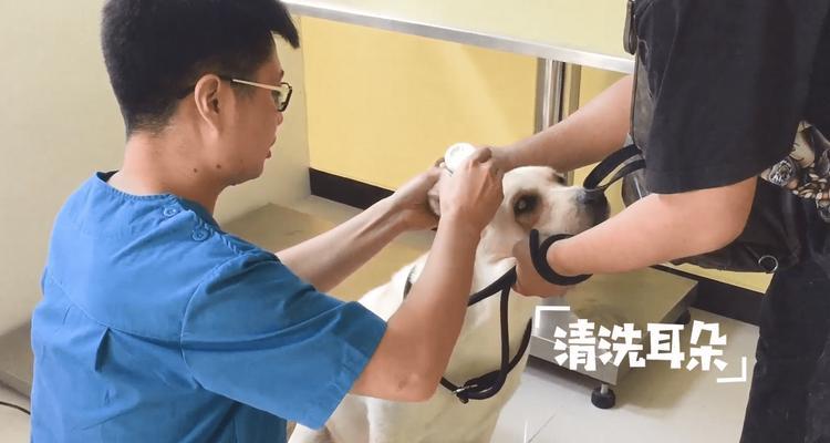 如何正确为拉布拉多幼犬洗耳朵（选择适当的洗耳液是关键）