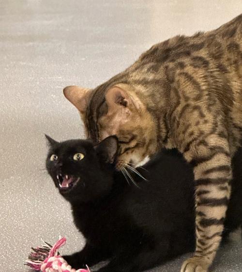 探寻Jerry狗的品种特点和魅力（解读Jerry狗的独特之处及与主人之间的默契关系）