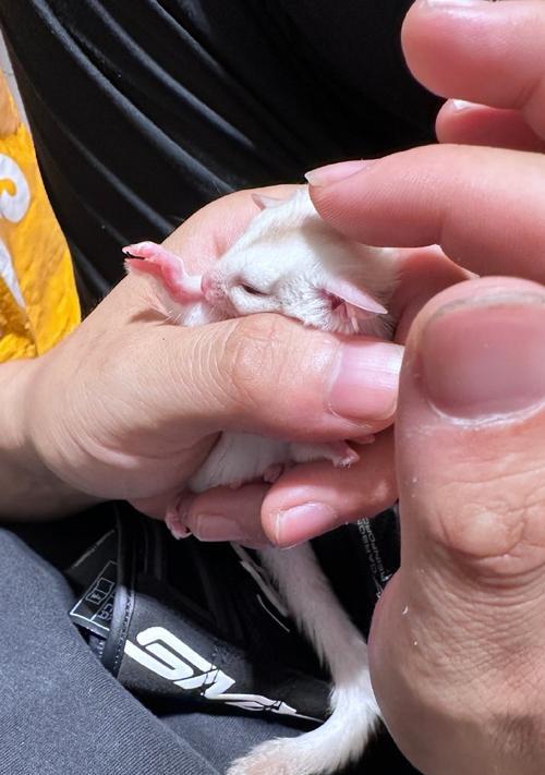 蜜袋鼯小时候的饮食习惯（探秘蜜袋鼯幼年期的主要食物来源）