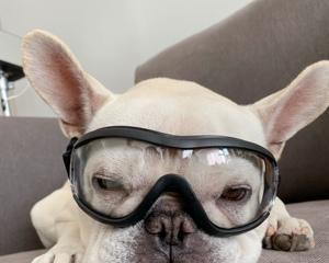 宠物眼镜的意义与用途（让宠物眼镜保护他们的视力）