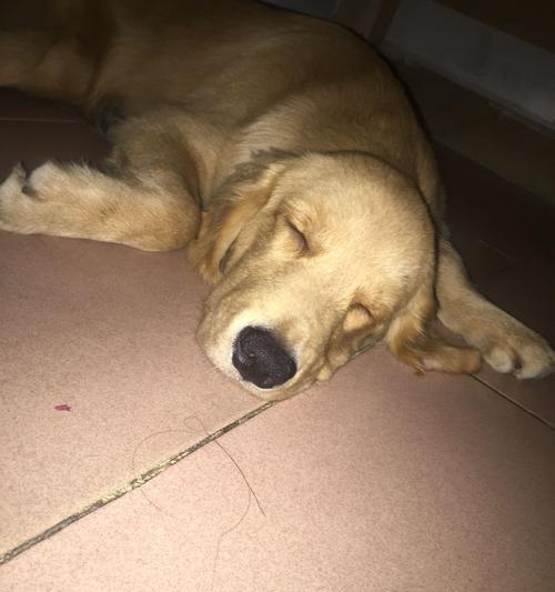 金毛的饮食与药物反应（了解金毛饮食和药物反应，让宠物健康无忧）