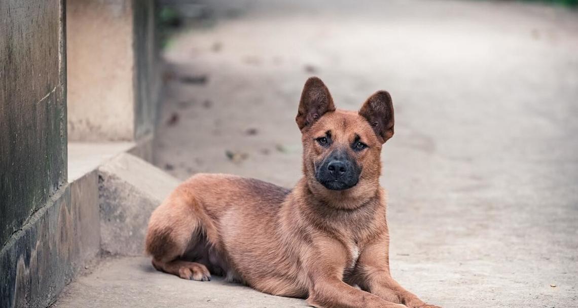 土狗（揭秘土狗为什么如此容易饲养）