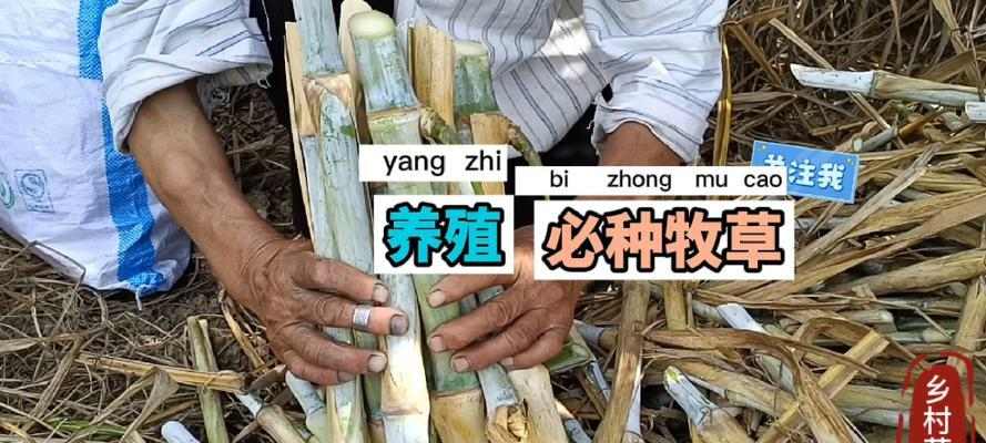 三个月藏獒的主食及喂养指南（为宠物藏獒提供健康均衡的饮食）