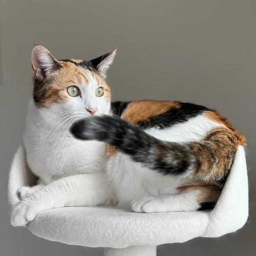 散养宠物的乐趣和挑战（以自由和关爱共享生活的魅力）