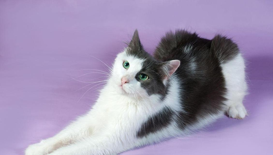 揭秘猫舌头紫色的原因（探索猫舌头变紫的奥秘，神秘又有趣）