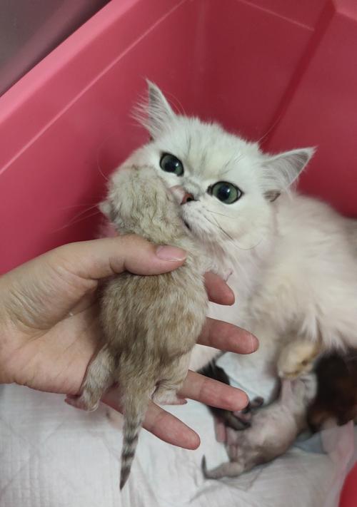 以金色为主题的金吉拉之美（金吉拉璀璨夺目，金色之美绽放全身）