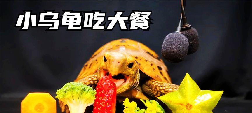 乌龟的食谱（探索乌龟的美食世界，呵护宠物健康）