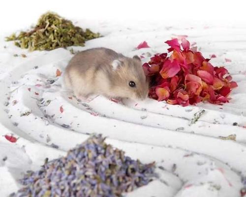 仓鼠洗澡的最佳时机（让仓鼠在合适的时间享受清洁与健康）