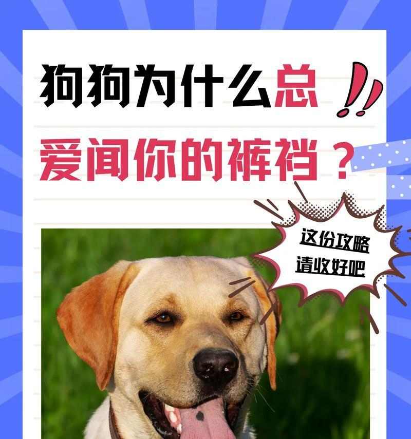 狗狗为什么爱咬自己？（解析狗狗咬自己的行为原因及应对方法）