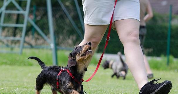 狗狗训练的最佳时间是什么时候？（找出适合您和宠物的理想训练时间）