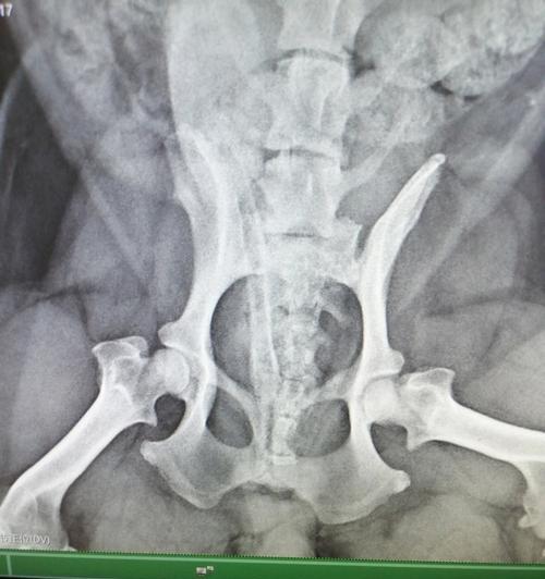 狗狗腿髋坏死（了解腿髋坏死的原因与治疗方法，为宠物狗的健康尽一份责任）