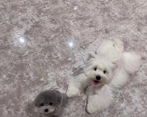 以泰迪为母犬配出灰色为主题的狗（灰色泰迪狗的独特魅力）