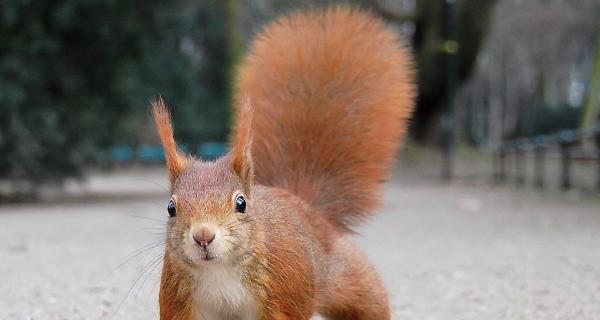 揭秘松鼠尾巴狗的独特魅力（探索松鼠尾巴狗的特点与来源）