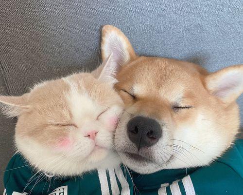 为什么法斗比金毛贵？（探讨法斗与金毛价格差异的原因以及市场需求的影响）