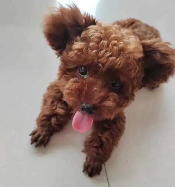 探索泰迪狗五个月八斤重的体型奥秘（揭开泰迪狗成长过程中的体重变化与发育特点）