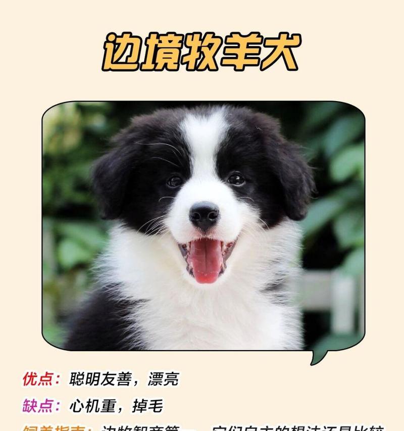 贵宾掉毛的原因及解决方法（探究贵宾掉毛的问题，保持贵宾犬健康光滑毛发）