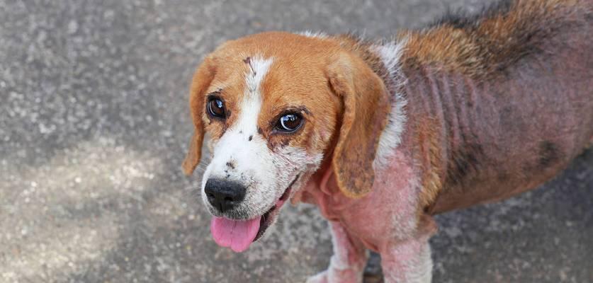 狗狗双甲眯中毒的症状与处理措施（保护宠物狗不受双甲眯中毒侵害）