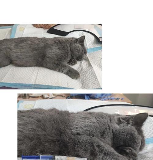 公猫绝育的最佳时机（为你的公猫做出最明智的选择）