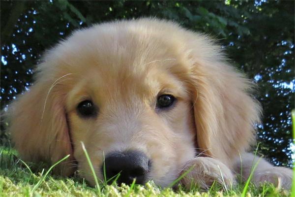 被狗咬伤一定要打狂犬疫苗吗？