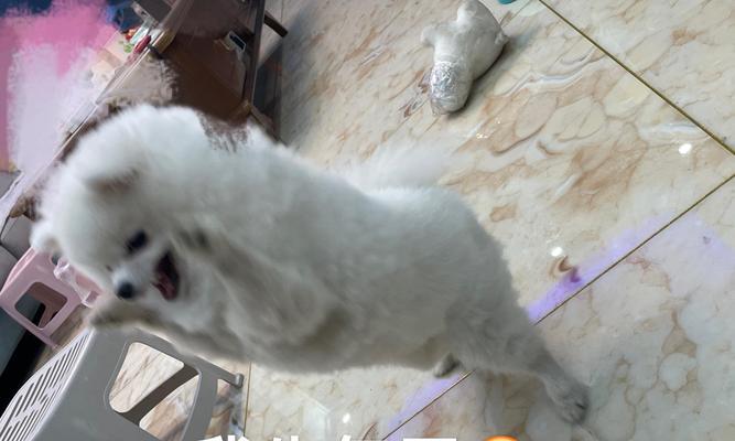 探索博美犬价格的趋势与选择（挑选理想博美犬的关键因素与经济考量）