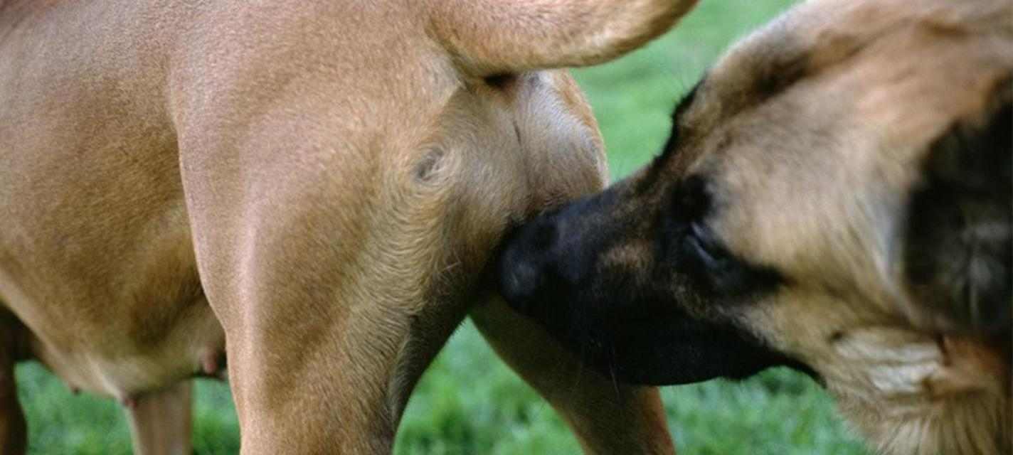 狗为什么喜欢闻女人？（揭秘狗嗅觉的神秘世界）