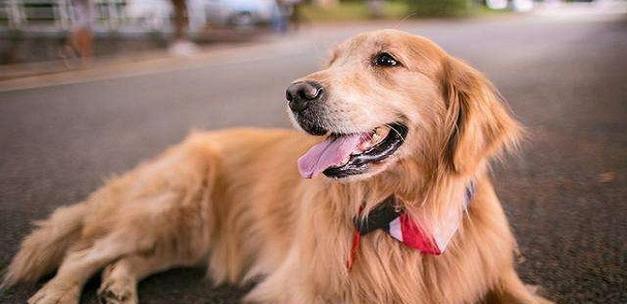 金毛幼犬的成长之路（探索金毛幼犬从小到大的成长和变化）