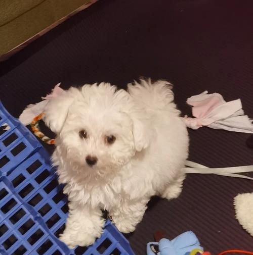 如何帮助泰迪缓解呕吐和咳嗽问题？（为您的泰迪提供正确的饮食和护理）