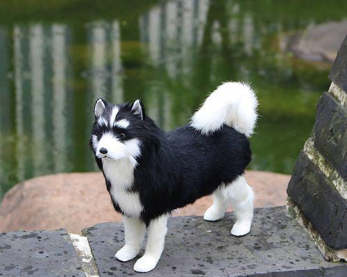 萨摩会长黑毛的原因（探究萨摩犬为什么以黑毛为主要特征）