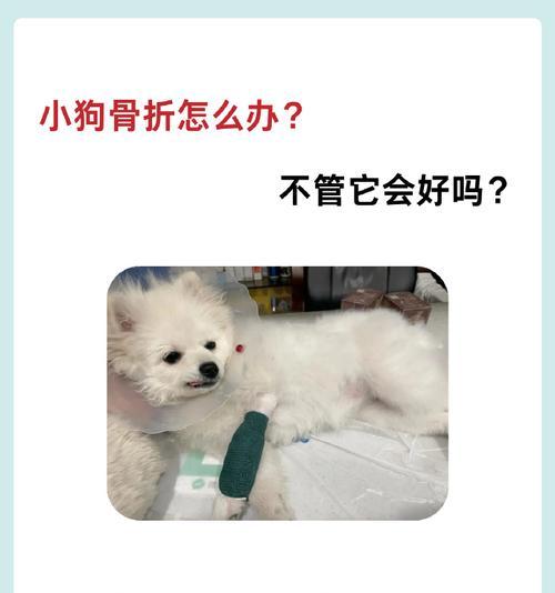狗狗骨折的表现及应对方法（了解狗狗骨折症状，及时采取正确措施）