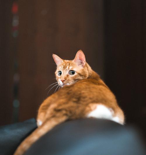 揭秘猫眼中的世界（猫眼的神奇视力及其应用领域）