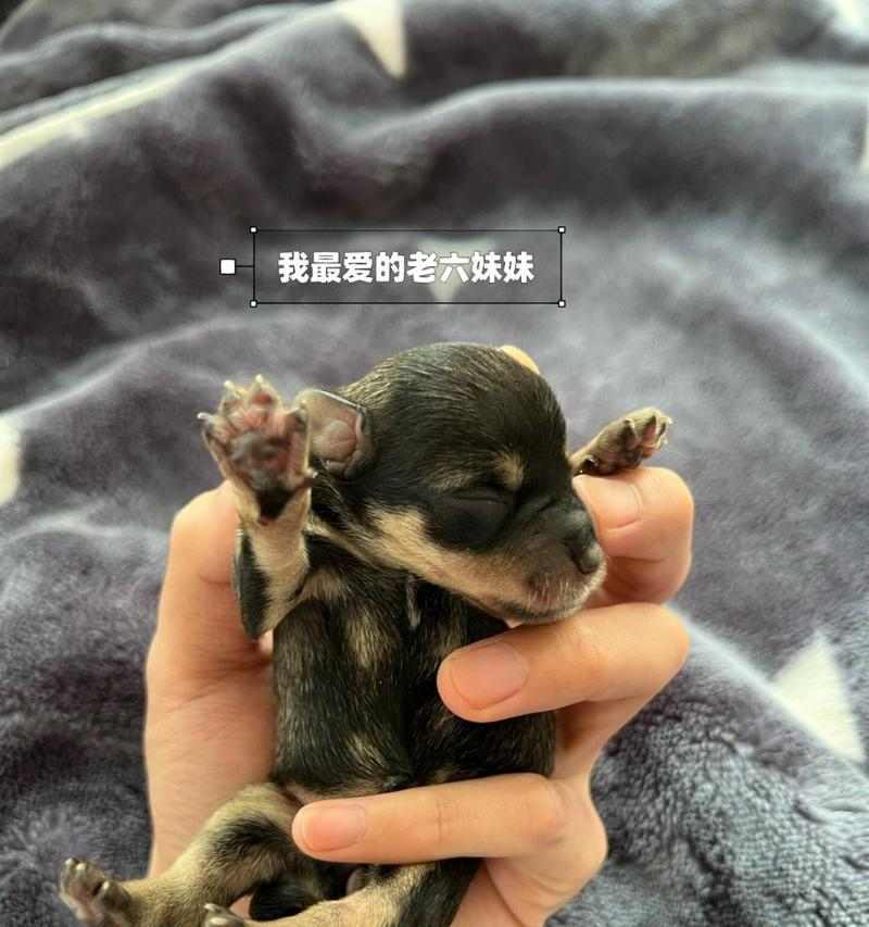 雪纳瑞与其他狗的配种可能性及优劣势分析