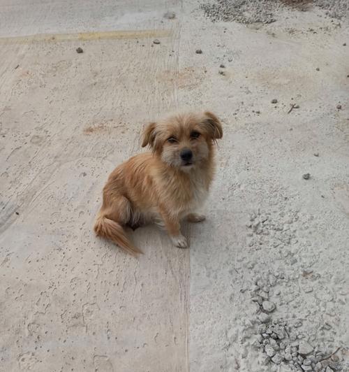 狗狗为什么不在窝里生？（窝内产仔的缺点及原因分析）