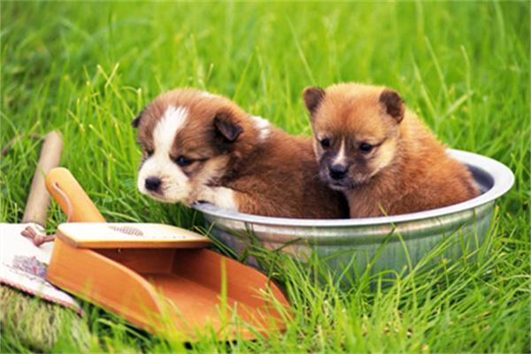 狗狗怀孕有孕检的必要吗？