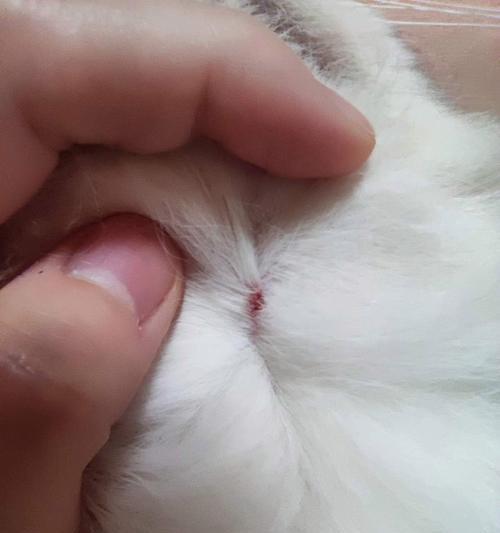 探索小猫咪身上的奥秘（小猫咪的魅力与特质）