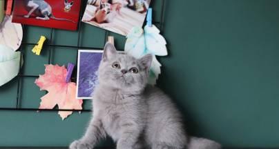 为什么以英短猫绝育是必要的？（控制数量、预防疾病和提高健康水平）