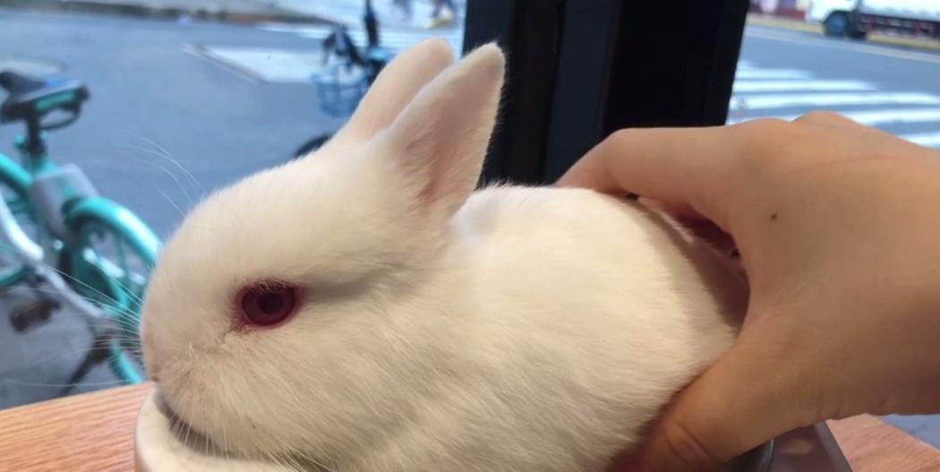 新手养兔指南（选择合适的兔子品种是新手养兔的关键）