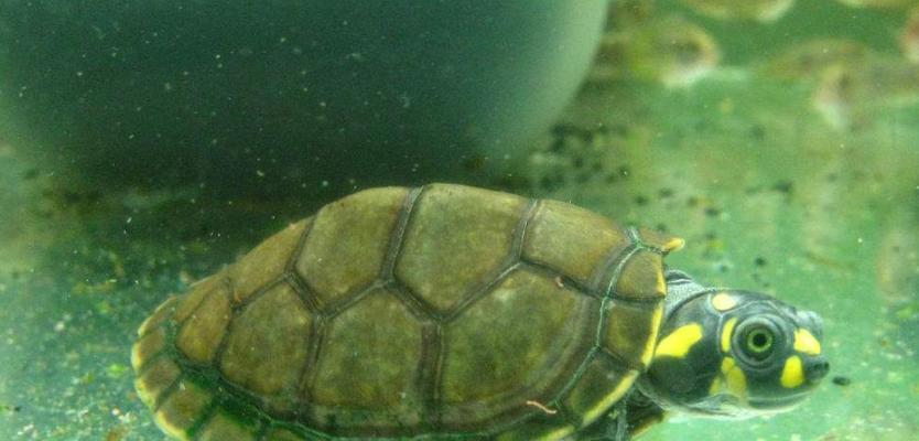 小草龟的头绿色之谜（揭秘小草龟头部绿色的原因和意义）